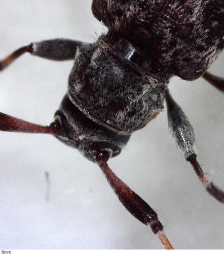Leiopus sp.